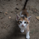 This cat lives in Istanbul.